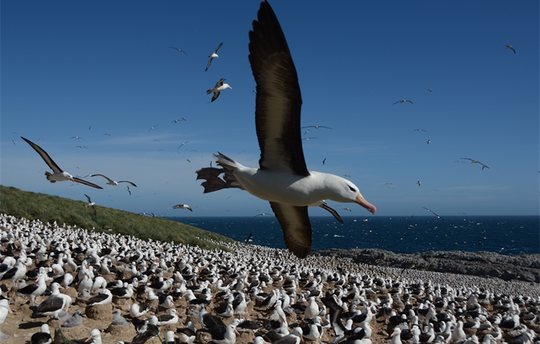 Black-browed albatross in Steeple Jason Island/isla Salvaje del Oeste.  CREDIT: WCS